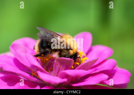 Abeille sur une fleur Banque D'Images