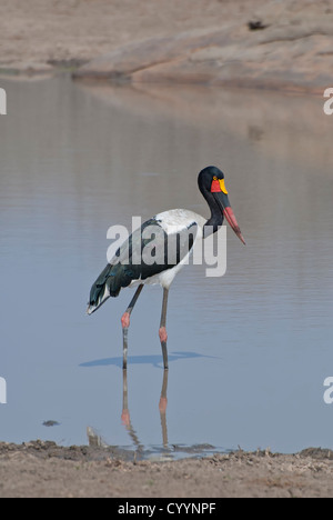 Saddlebill stork de patauger dans une casserole dans le Parc National Kruger Banque D'Images