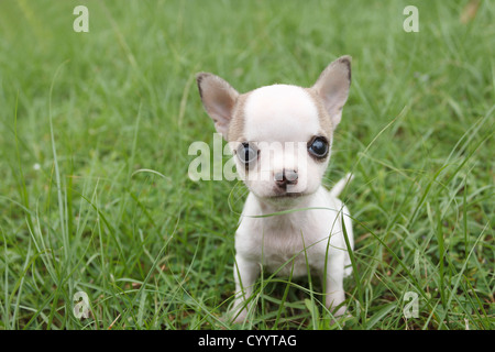 Chihuahua chiot assis à l'herbe Banque D'Images