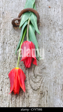 Deux tulipes rouges placés sur planche de bois par un anneau Banque D'Images