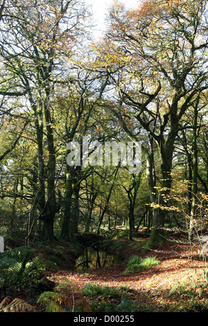 Le bois de hêtre et chêne antique par Golitha falls, fleuve Fowey près de Minions / St New Liskeard Bodmin Moor Cleer Cornwall England UK GO Banque D'Images