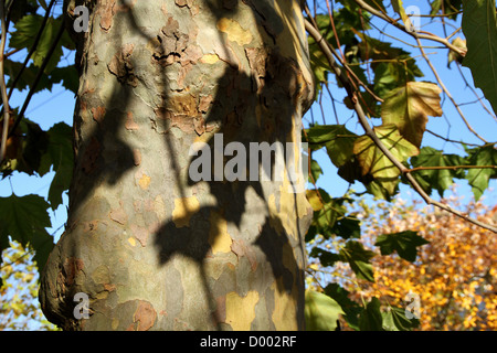 Tronc d'arbre close up montrant quitter configurations des ombres contre ciel bleu clair Banque D'Images