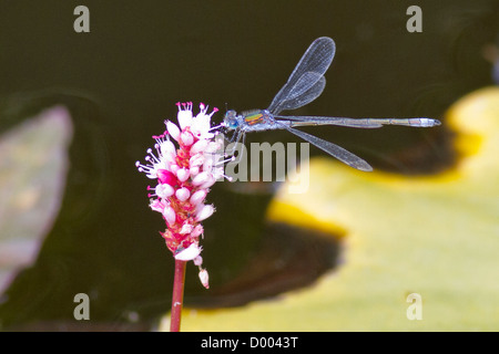 Demoiselle d'Émeraude sur une fleur