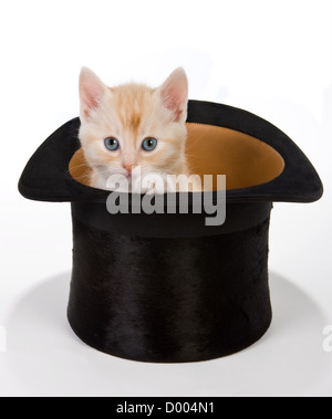 Six semaines dans un macigal chaton red hat Banque D'Images