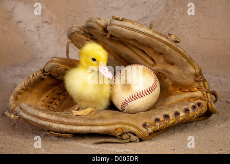 Caneton jaune assis dans un vieux gant de baseball usé Banque D'Images