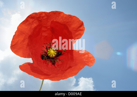 Coquelicot rouge de maïs Banque D'Images