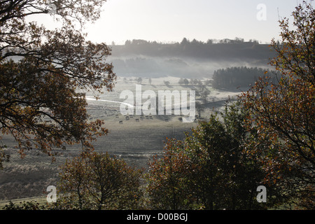 Les vaches sur un pâturage. Photographié un matin de début d'automne, le brouillard couvrant les collines au loin. Banque D'Images