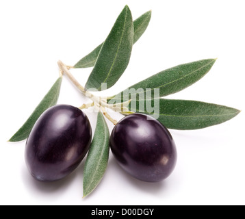 Olives noires mûrs avec des feuilles sur un fond blanc. Banque D'Images