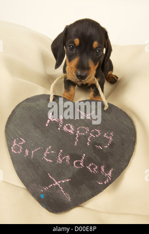 Joyeux anniversaire voeux de Dachshund Puppy Banque D'Images