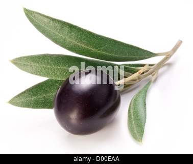 Avec des feuilles d'olive noirs mûrs sur un fond blanc. Banque D'Images