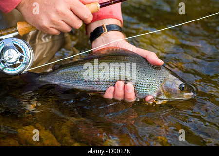 Pris l'ombre de la Rivière Tamar. Devon.UK. Dans la main et sur le point d'être relâchés dans la rivière. Banque D'Images