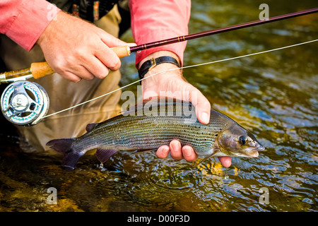 Pris l'ombre de la Rivière Tamar. Devon.UK. Dans la main et sur le point d'être relâchés dans la rivière. Banque D'Images