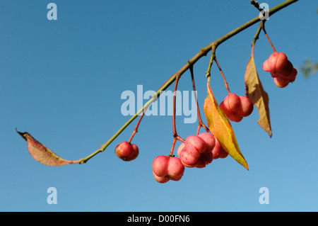 L'arbre de fusée de baies (Euonymus europaeus) avec orange visibles au sein de la division fruits capsulaires, Wiltshire, Royaume-Uni, septembre. Banque D'Images