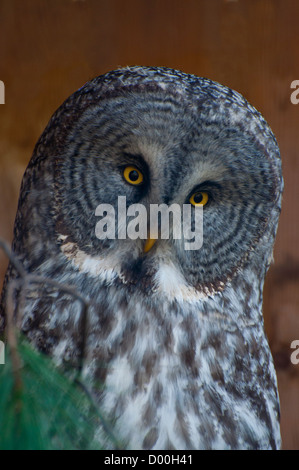 Close-up d'une Chouette lapone. Banque D'Images