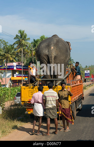 Elephant transportés sur un camion près de Alappuzha (Alleppey), Kerala, Inde Banque D'Images