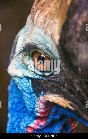 Close up of head shot casoar oiseau australien, gros plan Banque D'Images