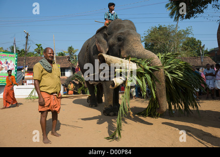 Mahout marcher devant son éléphant à la fête du Temple de Goureeswara, Cherai, près de Kochi (Cochin), Kerala, Inde Banque D'Images