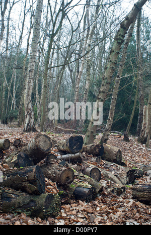 Récemment abattus et couper les arbres en Rufford Country Park, Nottinghamshire, Angleterre, Royaume-Uni. Banque D'Images