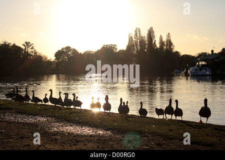 Oies sur la rive du fleuve à Walton-on-Thames, Surrey, England UK Banque D'Images