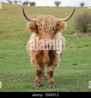 Vache Highland Bebe Vaches Highland Mettre Bas Un Veau De Race De Bovins Ecossais Photo Stock Alamy