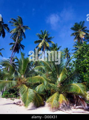 Seychelles, La Digue, Anse Union européenne, plage, Banque D'Images