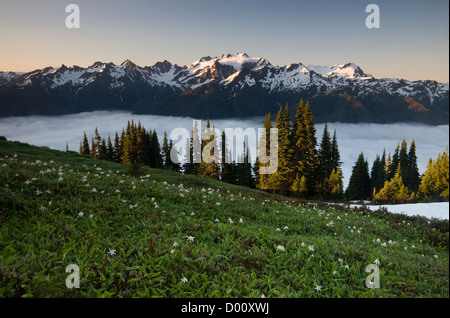 WA05887-00...WASHINGTON - Tôt le matin sur le Mont Olympe de fracture élevé dans le parc national Olympic. Banque D'Images