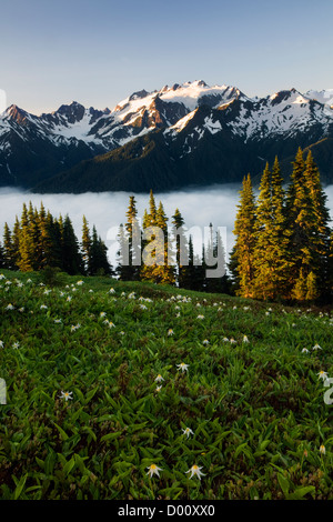 WA05888-00...WASHINGTON - Tôt le matin sur le Mont Olympe de fracture élevé dans le parc national Olympic. Banque D'Images