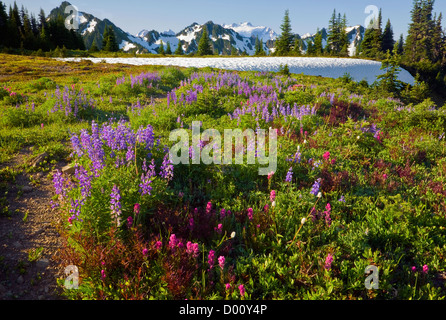 WASHINGTON - Le mont Olympe et la Bailey vont d'une prairie couverte de fleurs sauvages au sud du col d'Appleton dans le parc national Olympic Banque D'Images