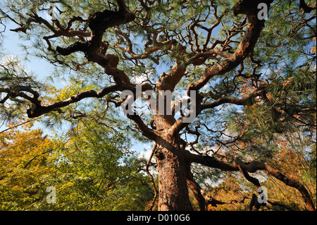 Le pin tordu arbre du jardin à Ginkakuji temple à Kyoto, Japon Banque D'Images