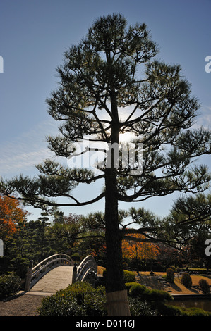 Pine Tree rétroéclairé et la passerelle dans un parc à Koshigaya, Tokyo Banque D'Images