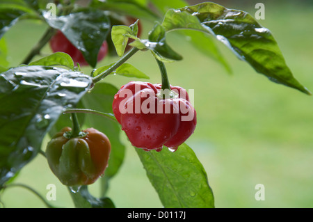 Fiery très frileux Scotch Bonnet 'poivrons Capsicum Chinensis' encore en croissance et de la maturation sur la plante. Ils se trouvent principalement dans les îles des Caraïbes. Banque D'Images