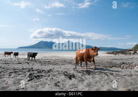 Les vaches sur la belle plage sur l'île de Eigg, avec l'île de rhum ou de rhum dans l'arrière-plan, sur une journée ensoleillée avec un ciel bleu. Banque D'Images