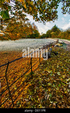 Image HDR de feuilles d'automne dans la région de Pollok Country Park, Glasgow, Ecosse, Royaume-Uni. Banque D'Images