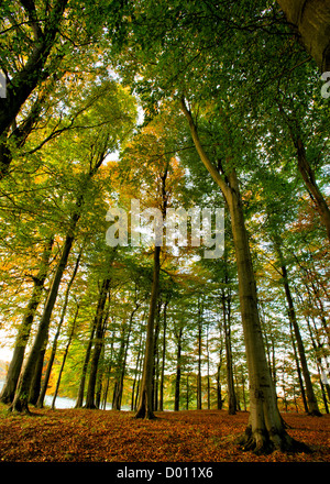 Portrait de grand angle dans les arbres d'automne Pollok Country Park, Glasgow, Écosse, Royaume-Uni Banque D'Images