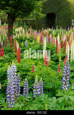 Un affichage dynamique des lupins (Lupinus) dans les jardins de Chatsworth House, Derbyshire, Royaume-Uni. Banque D'Images