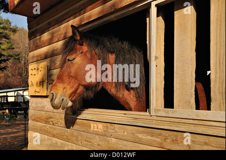 Cheval doux à une circonscription-stables dans la région de Yamanashi, le Mt Fuji, Japon Banque D'Images