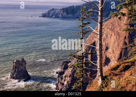 Cette provocation et patiné vieil arbre surplombe le cap Falcon sur la côte nord de l'Oregon à Oswald West State Park. Banque D'Images