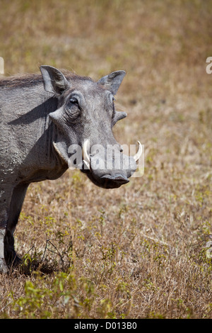 Un phacochère adultes n sur la savane. Parc national de Serengeti, Tanzanie Banque D'Images