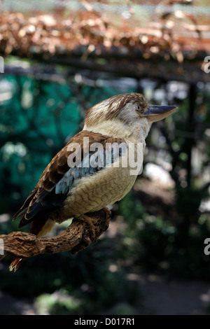 Un Blue-Winged Kookaburra sur une branche au monde des oiseaux à Cape Town, Afrique du Sud Banque D'Images