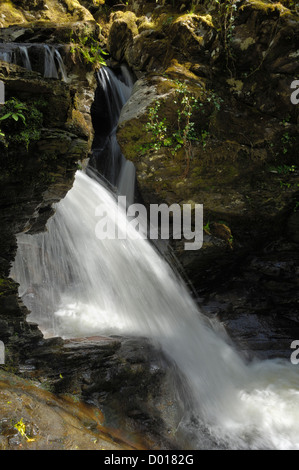 Chutes d'eau à bois de Cris, près de Newton Stewart, Dumfries et Galloway, Écosse Banque D'Images