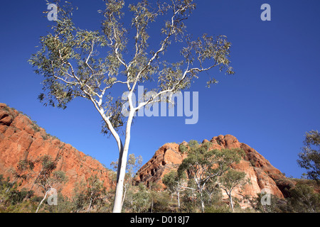 Paysage le long du sentier de promenade de palmiers Mini. Bungle Bungles, le Parc National de Purnululu, Kimberely's, l'ouest de l'Australie. Banque D'Images