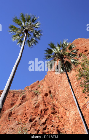 Paysage le long du sentier de promenade de palmiers Mini. Bungle Bungles, le Parc National de Purnululu, Kimberely's, l'ouest de l'Australie. Banque D'Images