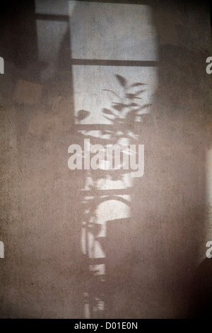 Les ombres sur le mur Banque D'Images