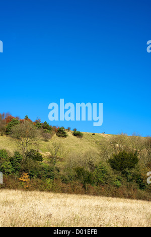 Scène et troupeau. La craie des North Downs escarpe, champs d'or et les haies avec ceinture heritage vaches qui paissent sur les downs Banque D'Images