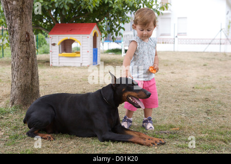 Beau couple. Fille adorable de caresser un grand chien isolated on white Banque D'Images