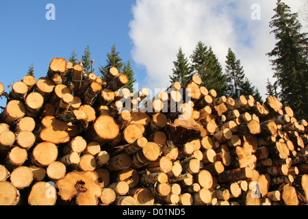 Bois de sciage de bouleau entassés sur une journée claire avec de grands arbres sur l'arrière-plan. Banque D'Images