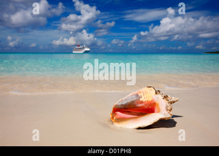 Plage de sable avec la reine des Caraïbes conque devant et cruise line navire sur l'horizon. Banque D'Images