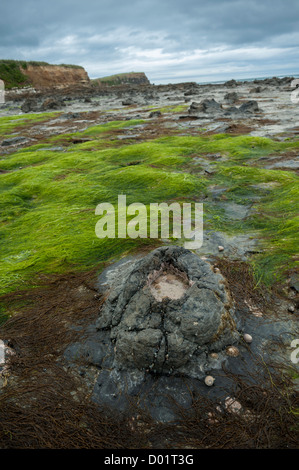 Curio Bay, souche d'arbre fossile. Forêt Pétrifiée, Jurassique fossilisés d'arbres. L'île du Sud, Nouvelle-Zélande Banque D'Images