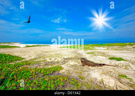 Iguana sur la plage Banque D'Images