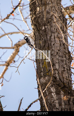 Jeune Pic chevelu (Picoides villosus) Pic mineur Banque D'Images